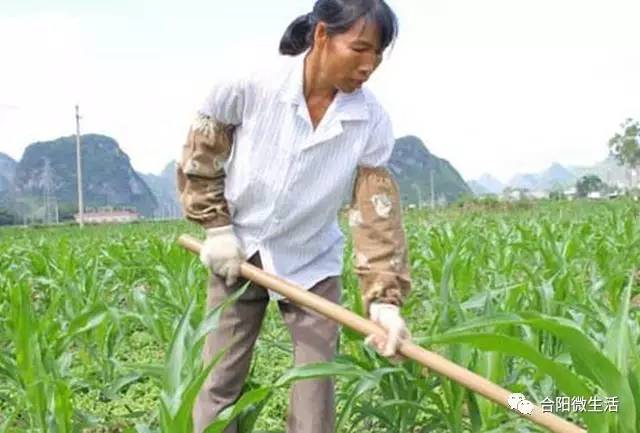 李伯伯语重心长的摇了摇头,别说我这新苹果树结果还没有几年我舍不得