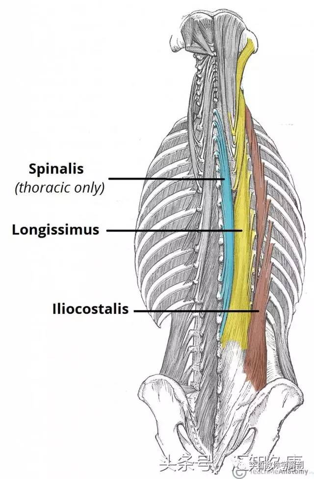 竖脊肌 位于背阔肌和斜方肌的深层(图9)