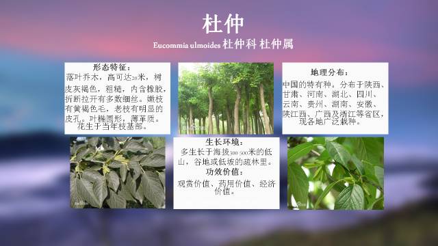 100种 · 常用园林植物,图文并茂