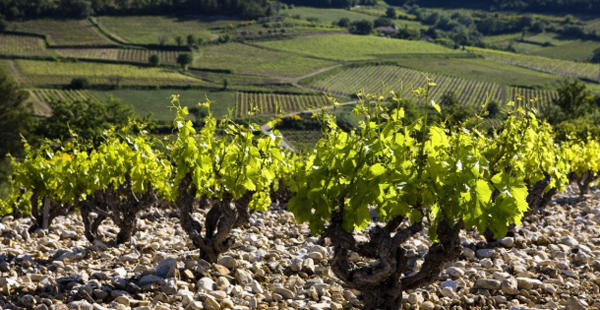 非著名葡萄酒产区——罗纳河谷产区纵览图片
