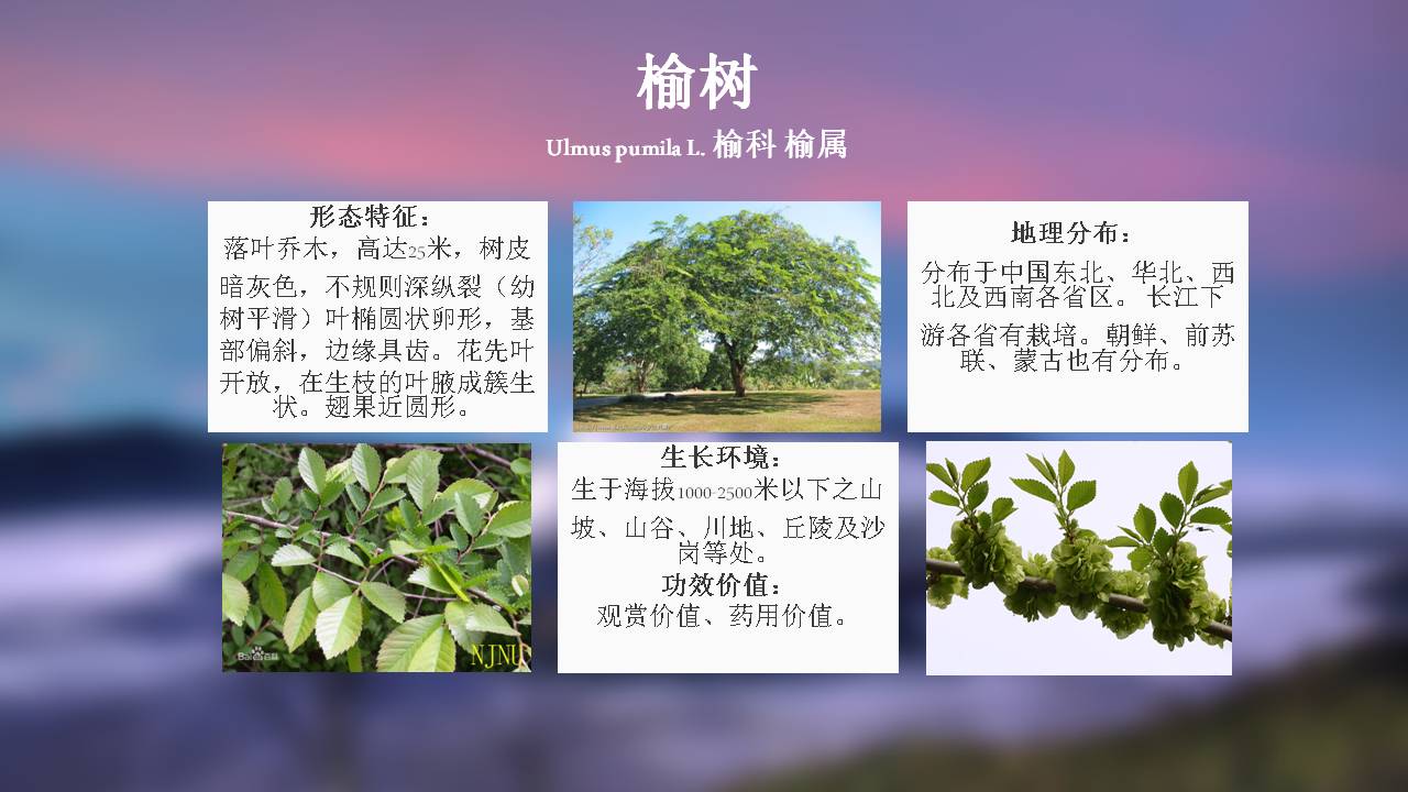 100种 · 常用园林植物,图文并茂