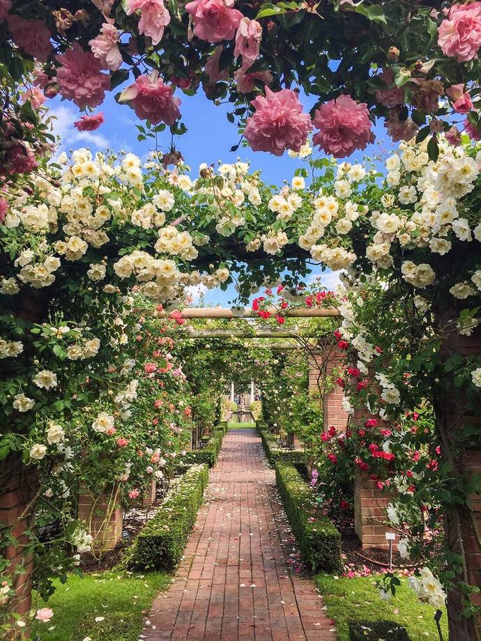 旅游 正文  奥斯汀玫瑰源起英国,在玛丽皇后花园(queen mary"s