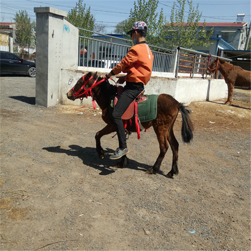 矮马分布在哪些地区,骑矮马汉宫矮马,德保矮马