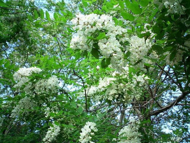 一树槐花开