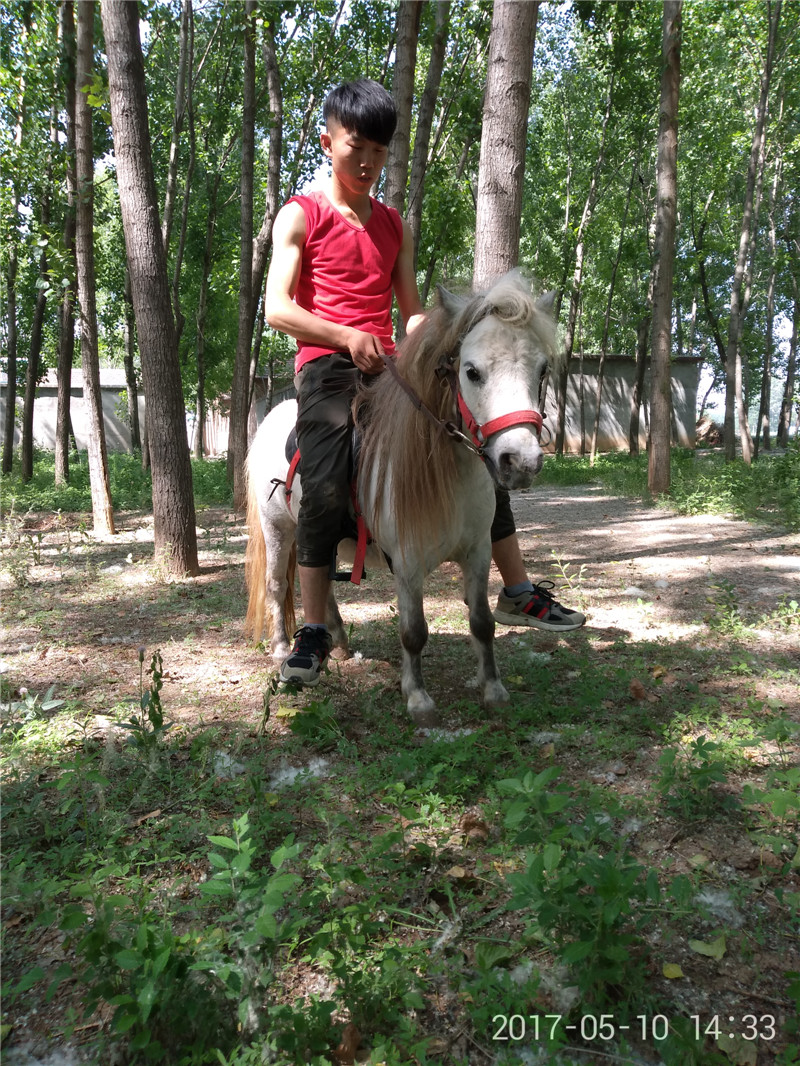 矮马分布在哪些地区,骑矮马汉宫矮马,德保矮马