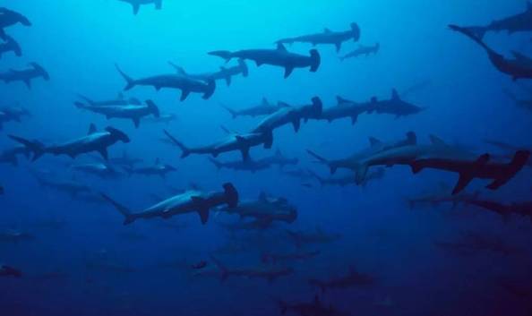 逃离人挤人的海岛,附全球最小众潜水海岛名单,锤头鲨等罕见生物等你来