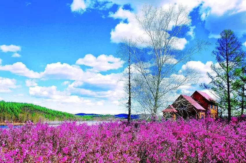 呼伦贝尔市花——兴安杜鹃花(达子香,大头香)