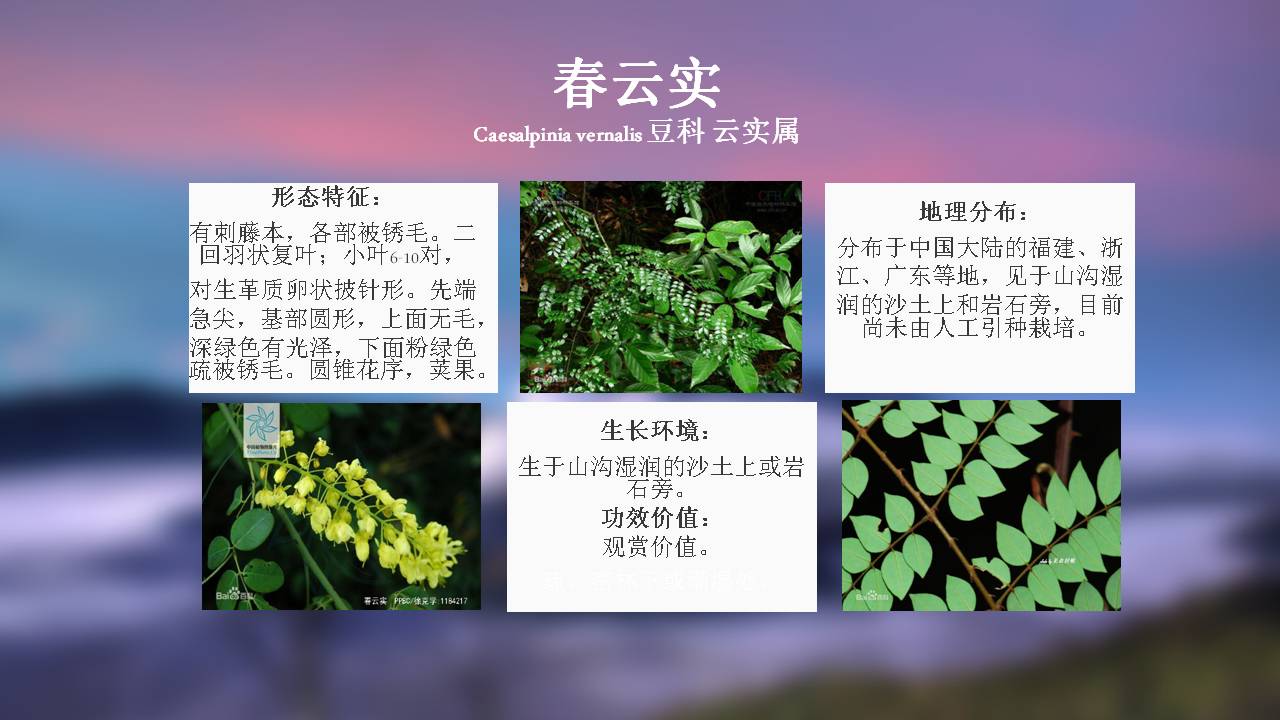 100种 · 常用园林植物,图文并茂