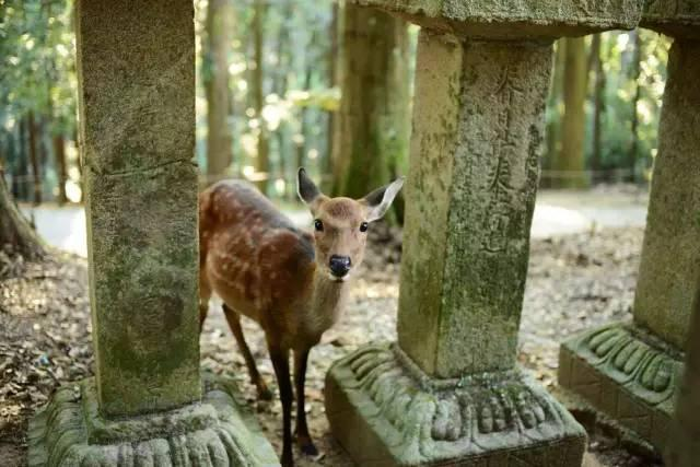 日本鹿