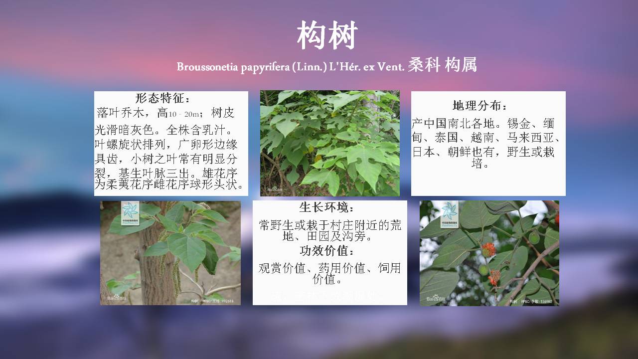 100种 · 常用园林植物,图文并茂