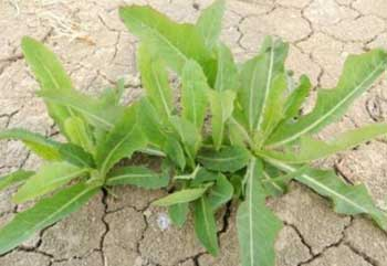 这野菜叫抗癌草,城里人想吃要跑到乡下去挖