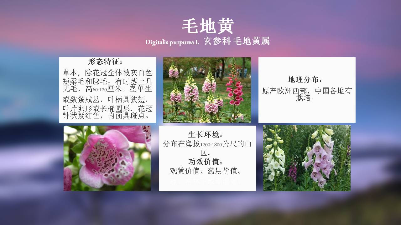 100种 常用园林植物,图文并茂