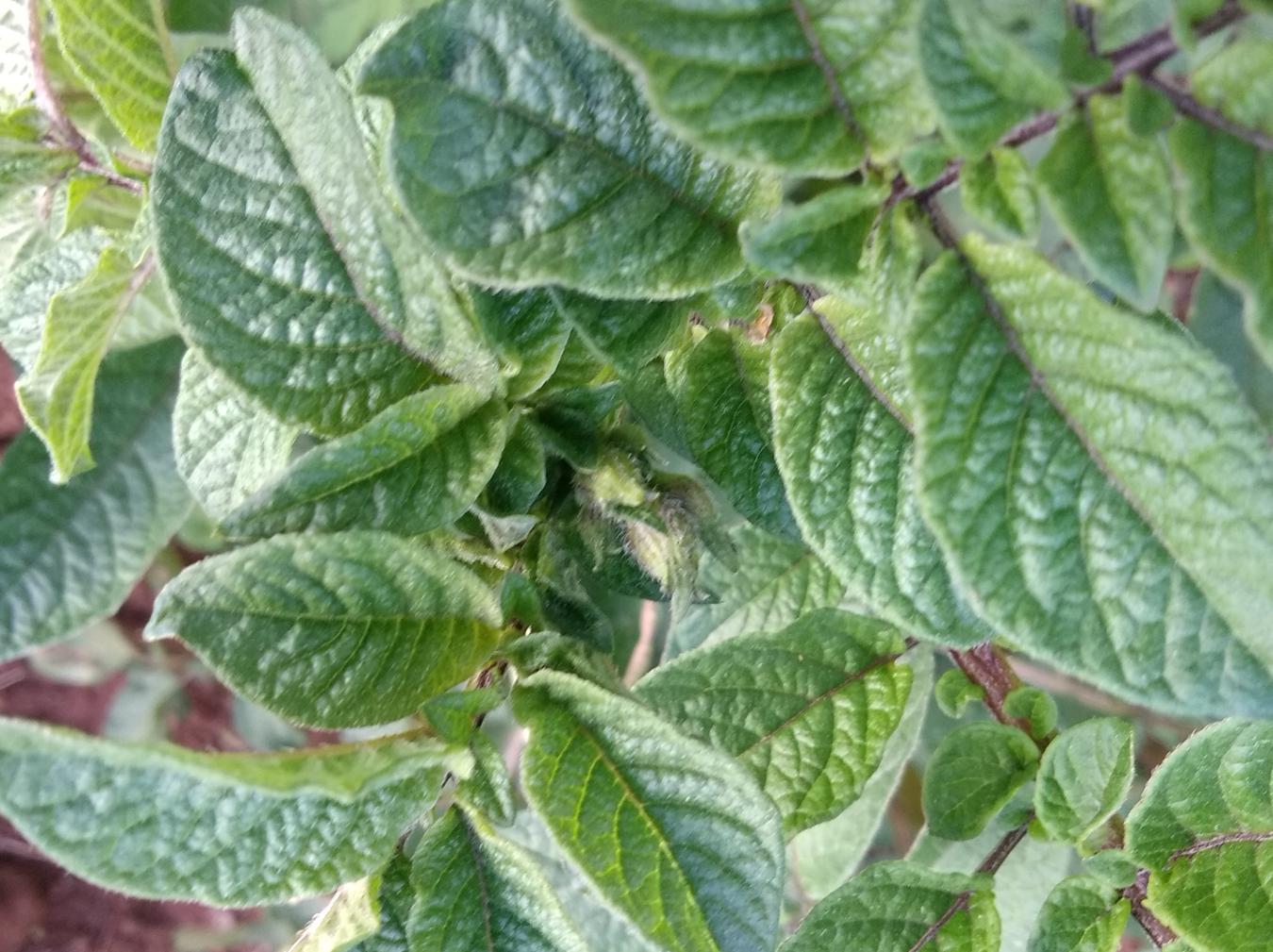 种在花草树木间的生态土豆