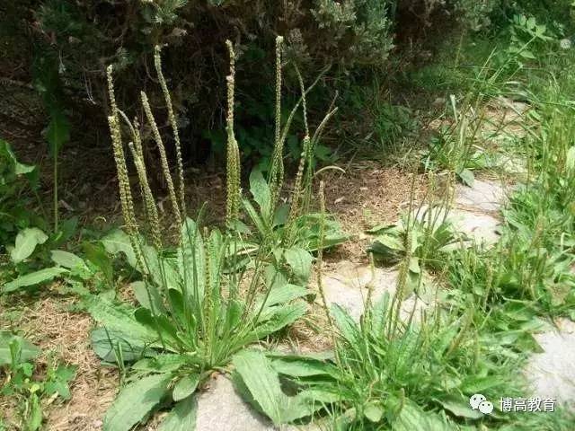 14,益母草:野地里常见,但没想到它是治妇科病的良药,夏季生长茂盛花未