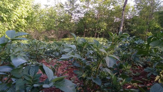 种在花草树木间的生态土豆