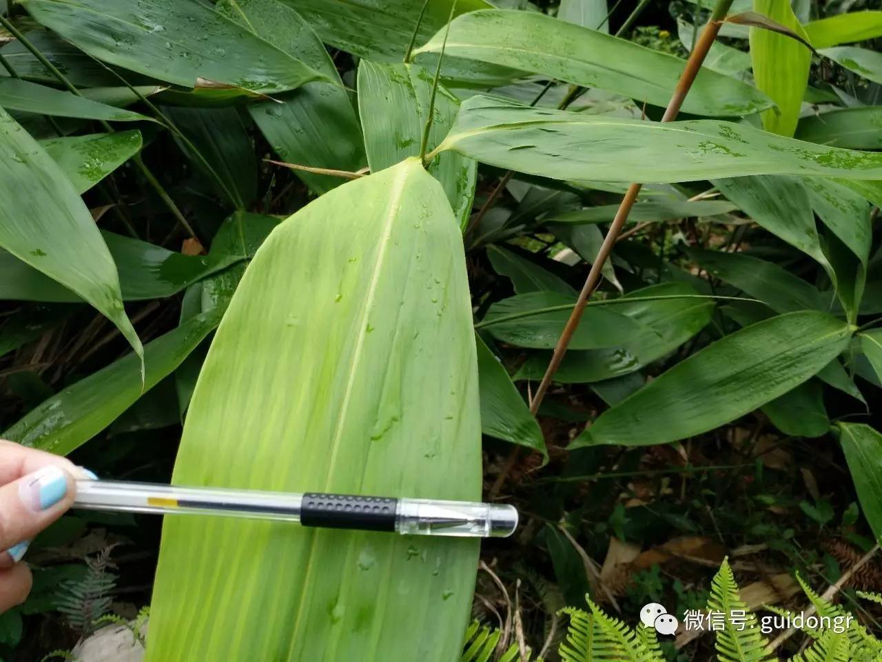 端午节就快到了,桂东发现一大片粽叶林,想用新鲜粽叶包粽子的吃货们