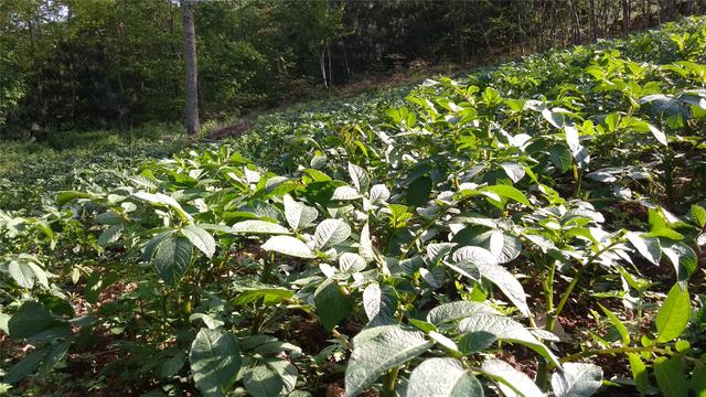 种在花草树木间的生态土豆