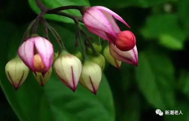 龙吐珠叶色浓绿,花萼如玉,花冠绯红,富有诗情画意.