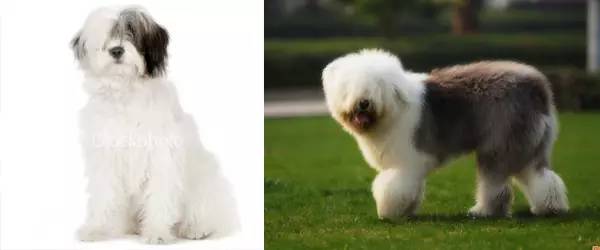 old english sheepdog 英国古代牧羊犬