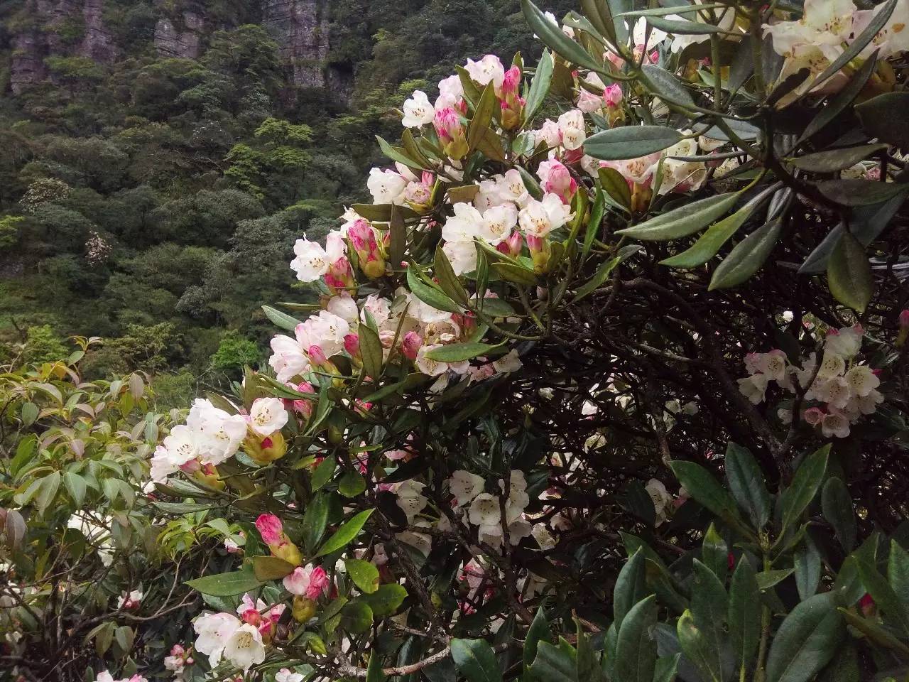 醉美金秀!圣堂山杜鹃花盛开啦,错过要等一年!