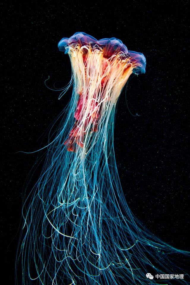 图为色彩斑澜的北极霞水母
