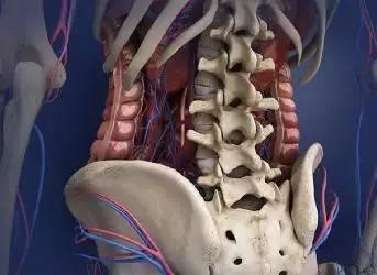 第二位的腰疼病因就是腰椎小关节紊乱综合征,这个疾病可能很多人没