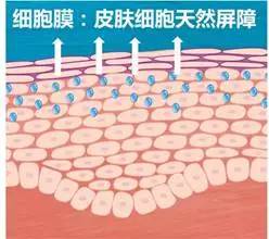 养护皮肤有一位好帮手叫卵磷脂