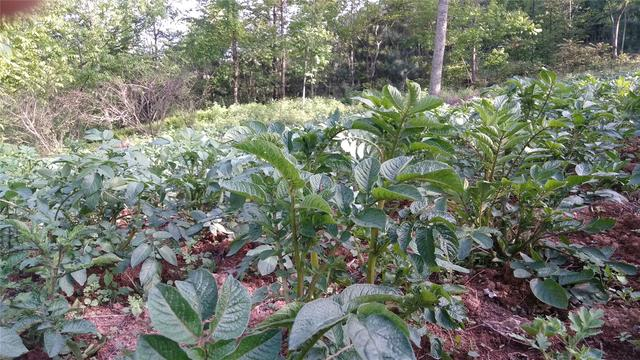 种在花草树木间的生态土豆