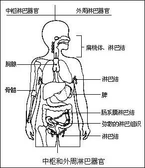 肠胃守护者:集合淋巴结