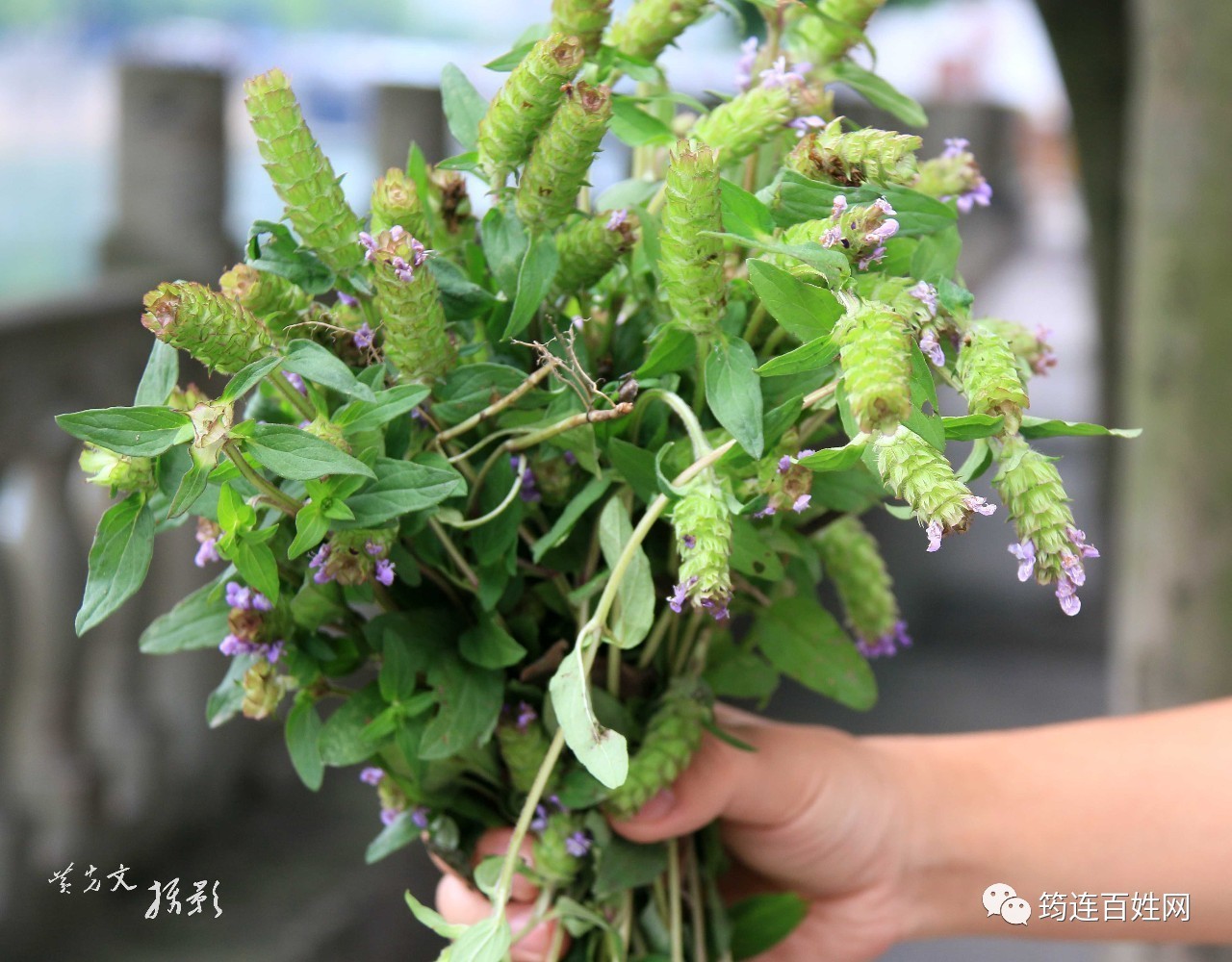 想不到筠连山间遍布的这一种植物竟是凉茶的主要成分功效还很强大