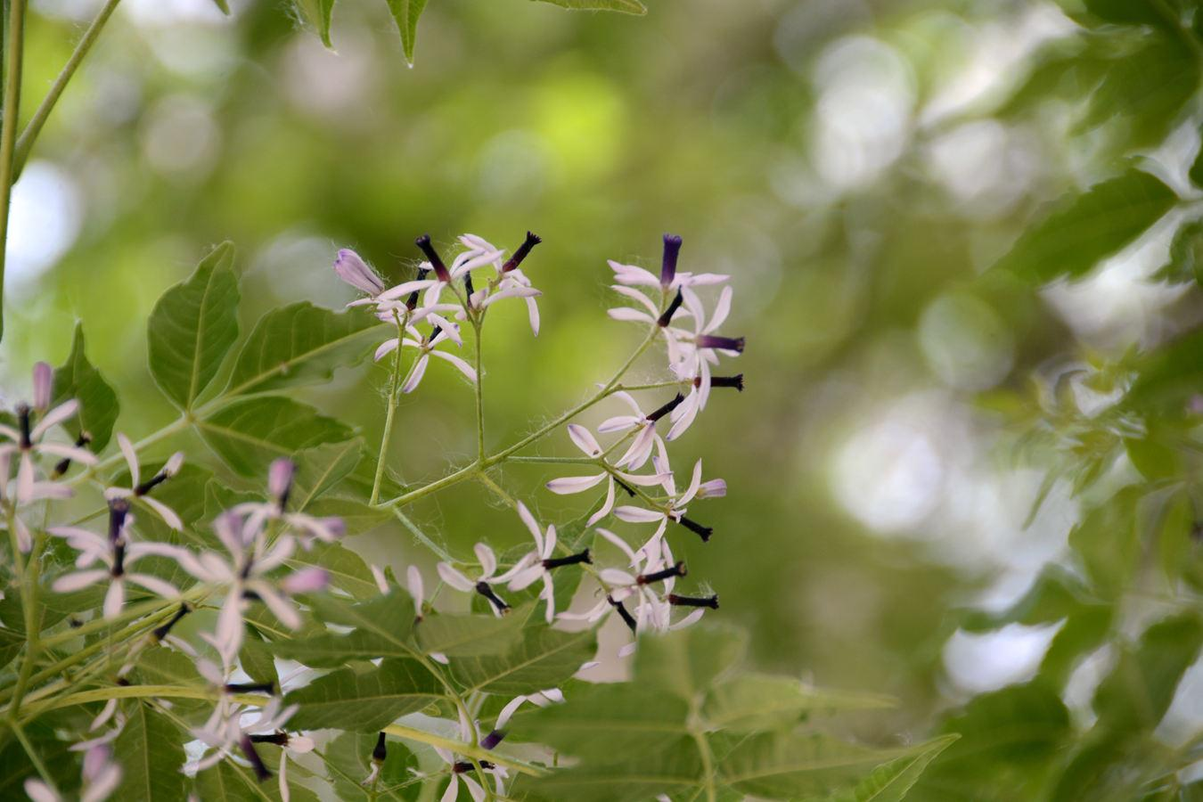 楝子开,楝子开,楝子开花提蒜菜