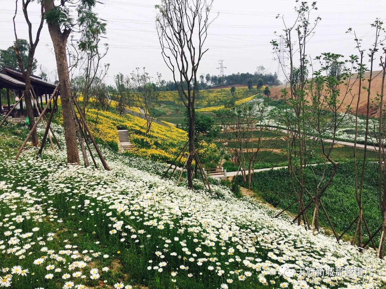 却鲜有人知道,在兴隆湖背后的鹿溪河生态公园, 这个都市生态湿地已经