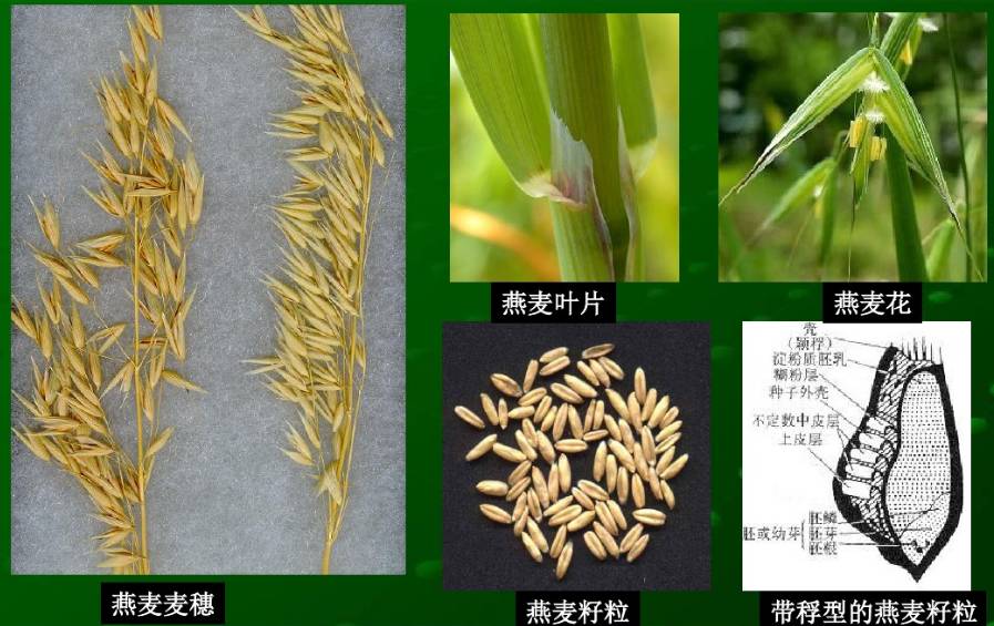 大麦的种子(其实都是果实)要瘦一些  穗熟了头略向下低,而小麦则不然