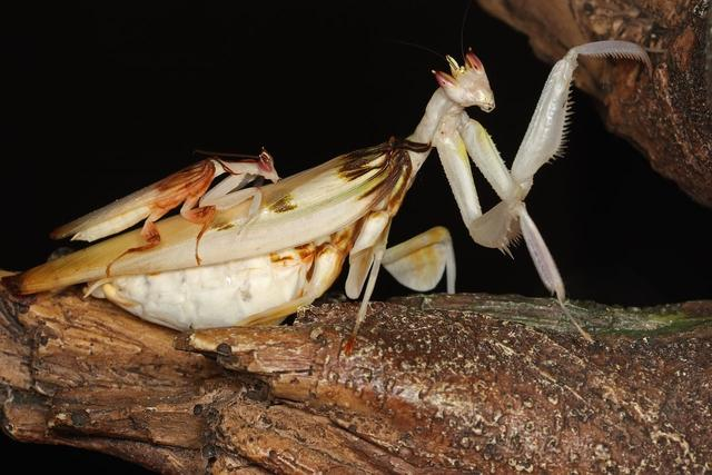 在兰花螳螂这个品种中,母螳螂大的可以长到7厘米左右,公螳螂大的都不