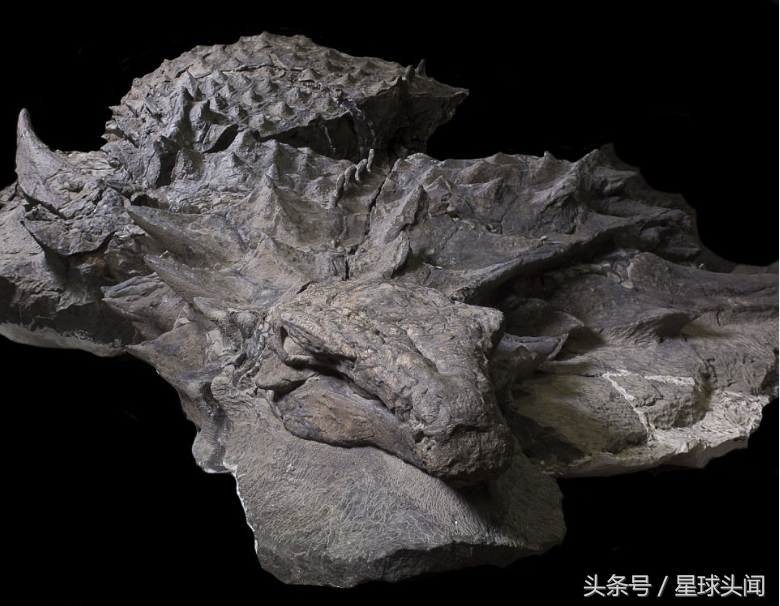 这块结节龙恐龙化石重1100公斤.