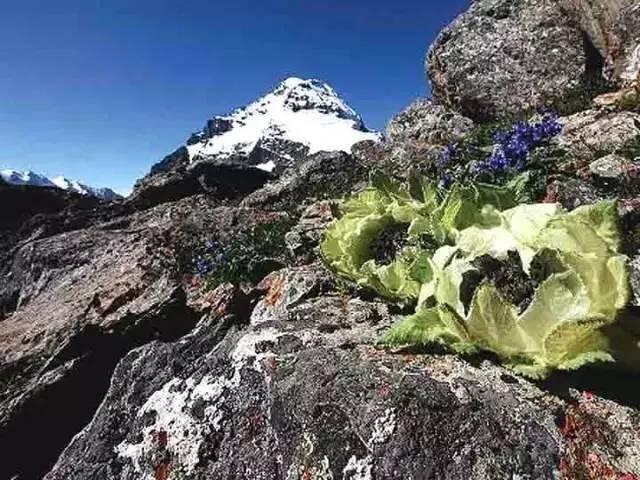 天山雪莲