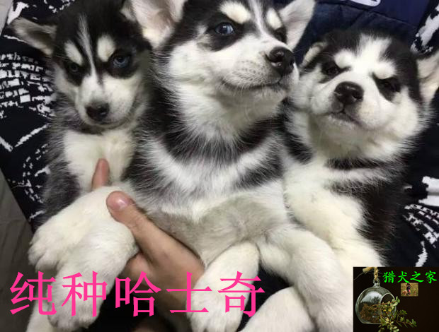 哈士奇多少钱一只幼犬