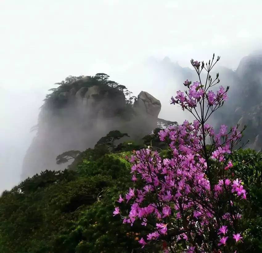 三清山杜鹃花:云端听花开,云深不知处