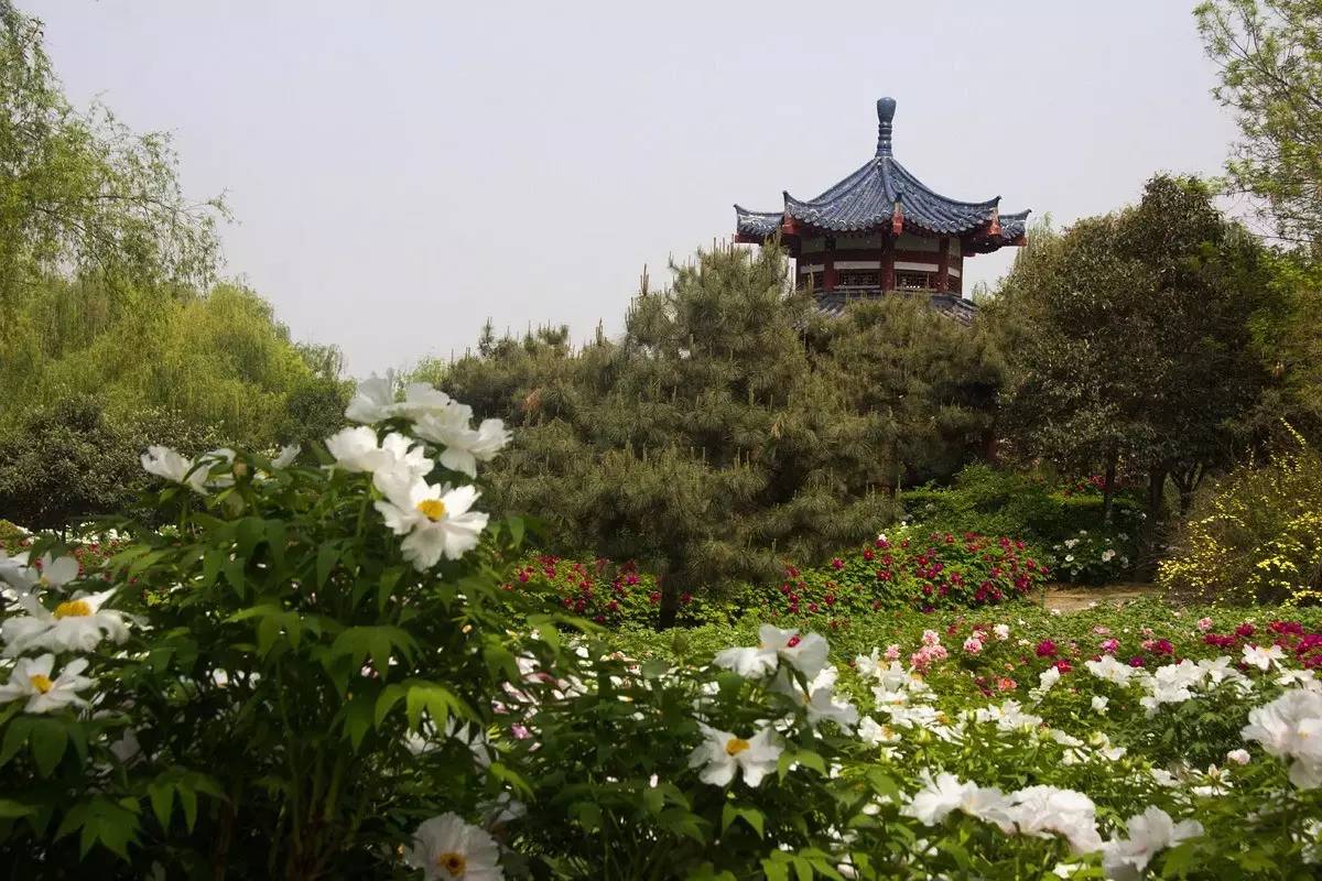 4月11日上海植物园牡丹园 周末穿汉服免费逛上海花展 - 活动 - 爱汉服