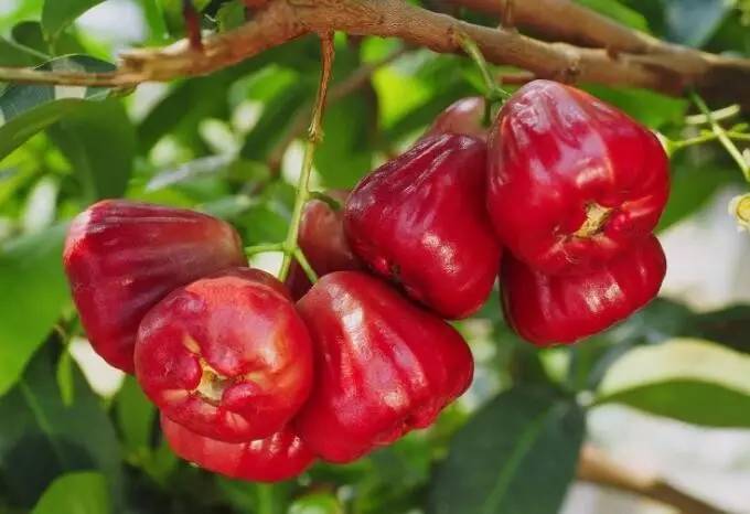 莲雾 /  琏雾 waxapple / bell fruit