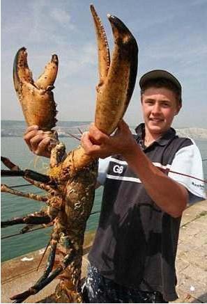 澳洲大龙虾