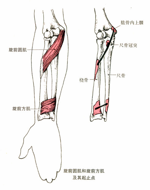 起点:肱骨外上髁,前臂筋膜及肘关节囊 止点:第五掌骨底.