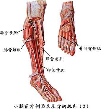 腓骨长肌起自腓骨外侧面上2/3骨面,其长腱绕外踝后方入足底,止于楔骨