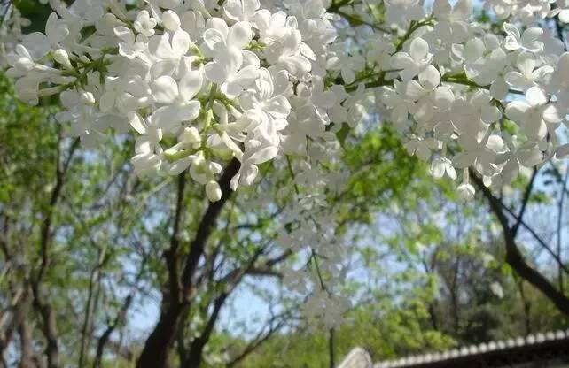 首届槐花节那道与槐花共融共美的风景