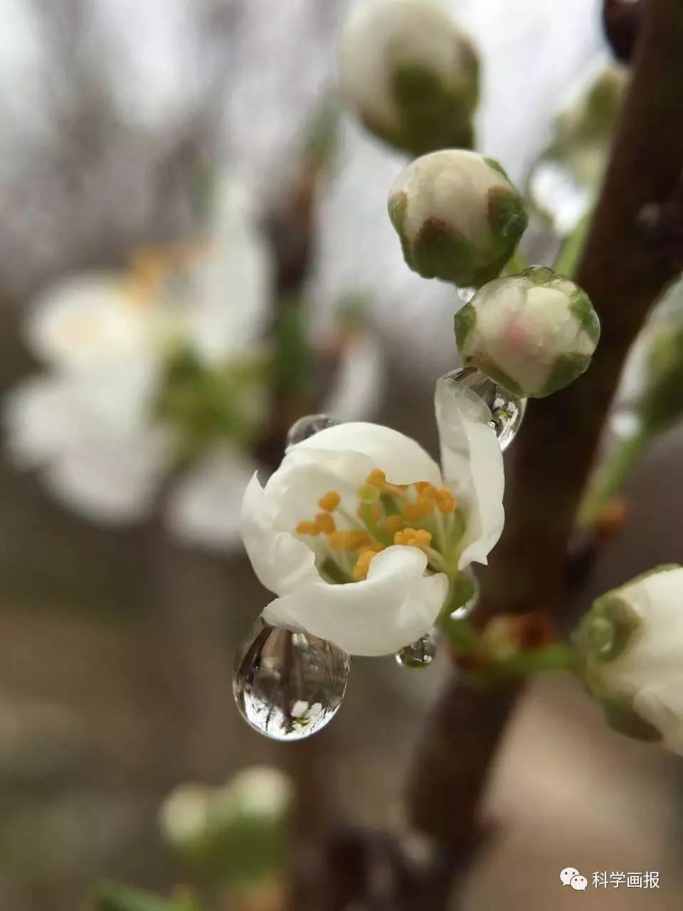 随手拍三月里的小雨