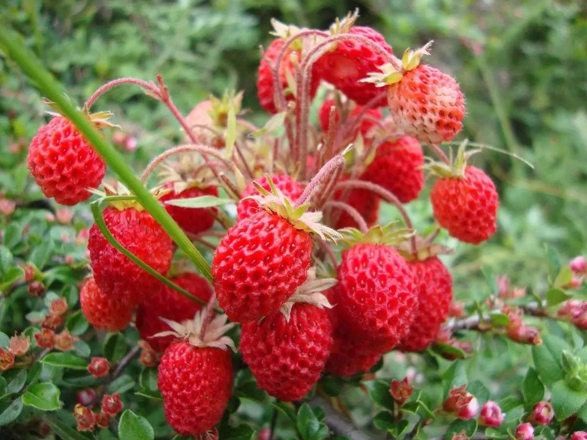 草莓,花,绿色叶子,高清草莓背景图片-千叶网
