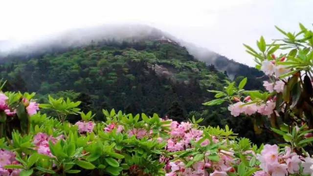 一个花苞能开出七八朵花,这是千花杜鹃 花蕊也很美 天台山主峰,海拔