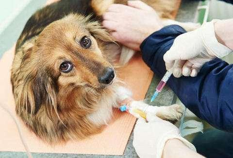 犬细小病毒如何治疗如何防范犬细小病毒措施