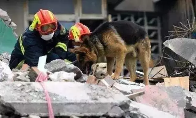 512汶川大地震中的无言英雄搜救犬