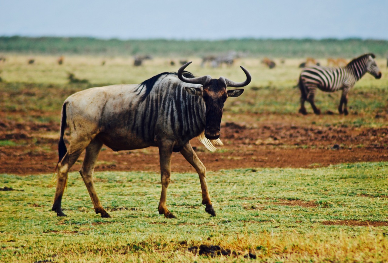 关于东非野生动物大迁徙，你想知道的都在这里